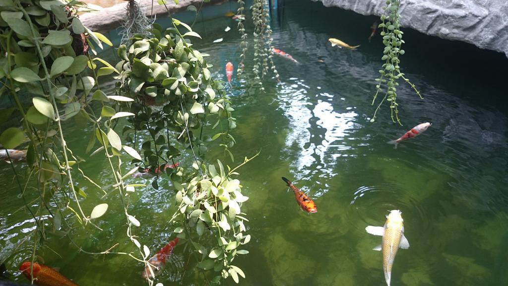 First And Frang Hotel - Koh Phangan Thongsala Εξωτερικό φωτογραφία